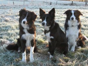 Bijou, Amidala und Moni